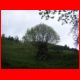 schiffall_04-09_03.jpg