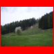 schiffall_04-09_06.jpg