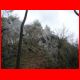 schiffall_04-09_13.jpg
