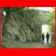 vogelbergsteig_05-09_31.jpg