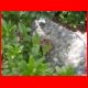 saeuleck_07-09_08.jpg