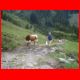 laerchkaralm_08-09_56.jpg