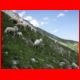 innsbrucker_ks_07-10_81.jpg