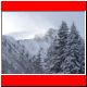 Edelraute_Schnee04_03.JPG
