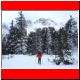 Edelraute_Schnee04_09.JPG