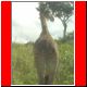 kili_tag7_19.jpg
